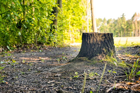 A tree stump surrounded by green foliage and dirt on a forest path highlighting nature's beauty and natural surroundings. Tree stump features textures and a rustic appeal in a serene outdoor setting.