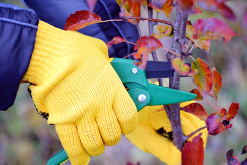 hands wearing yellow gloves pruning a small branch with sharp garden shears while surrounded by autumn leaves highlighting gardening techniques for healthy plants and trees