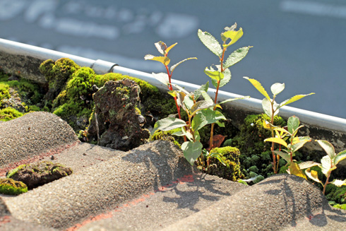 green plants and moss growing on a rooftop with a blurred street in the background showcasing nature's resilience and growth in urban environments