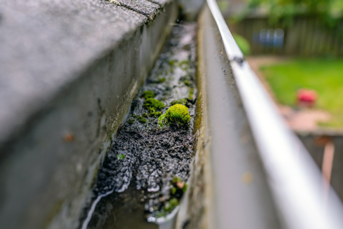 close-up of a dirty gutter with moss and debris illustrating the need for gutter maintenance and cleaning to prevent blockage and improve drainage system efficiency 3 important tips for homeowners