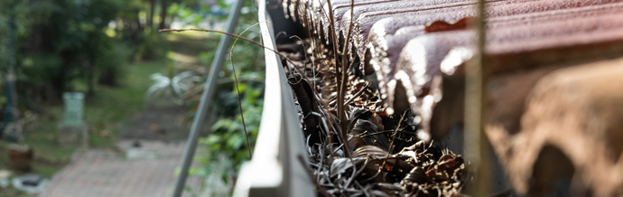 gutter filled with leaves and debris in a backyard environment featuring greenery and sunlight outdoor maintenance tips for homes with two gutters