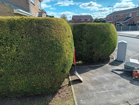 two large shaped bushes next to a sidewalk with gardening tools in view landscaping design