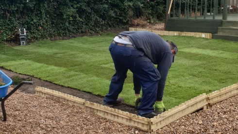 man laying new grass in garden area with wooden border and tools nearby for landscaping 2 lawn installation steps