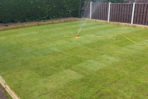 freshly laid lawn with sprinkler watering grass patches in a yard showcasing healthy green turf squares and garden fence in background suitable for outdoor relaxation 2 lawn care tips 2 watering methods